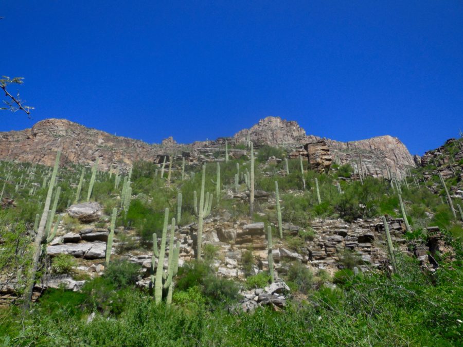 arizona landscape