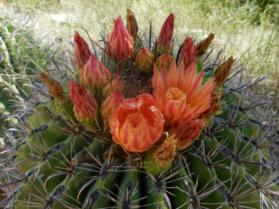 Blooming Cactus on the the trail