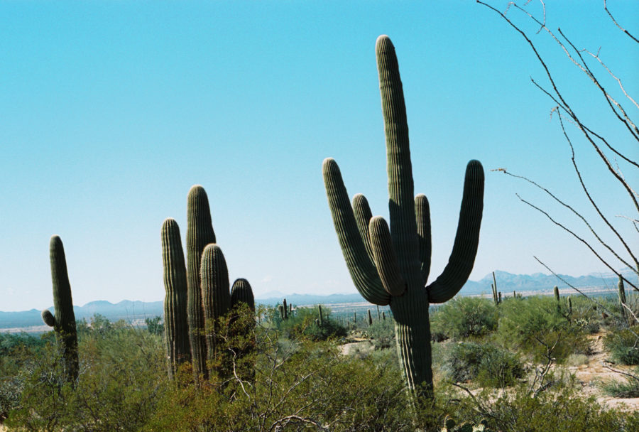 Saguaro National Park