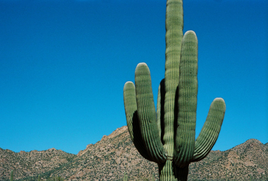 Saguaro National Park