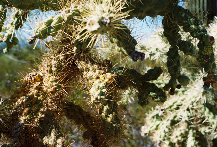 Saguaro National Park