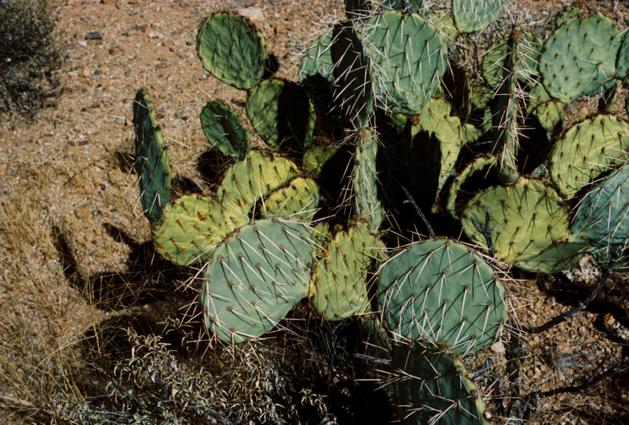 Saguaro National Park