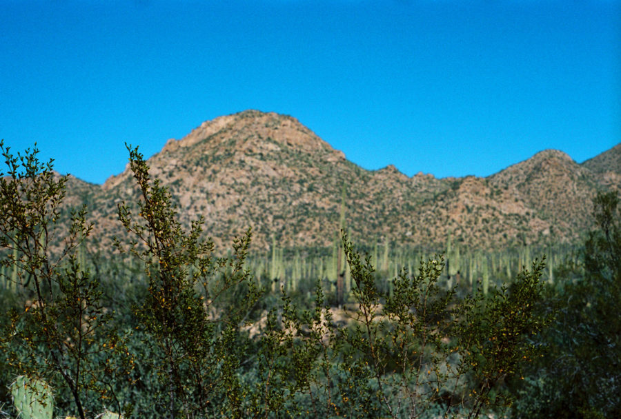 Saguaro National Park