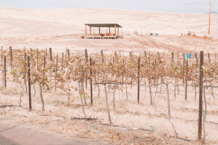 Known for it's strange wine pairings, Hops and Vines is a must-see vineyard in Southern Arizona!